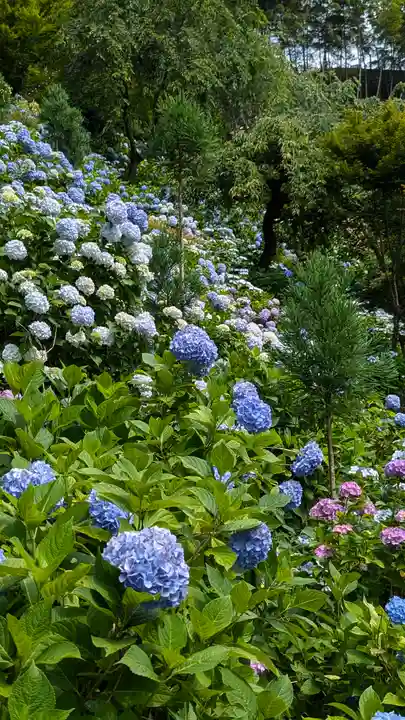 善峯寺(京都府)