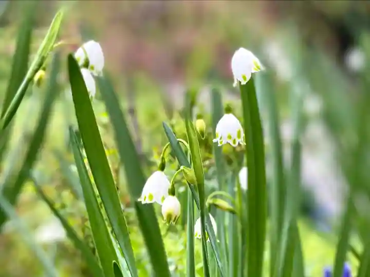 子檀嶺神社の自然