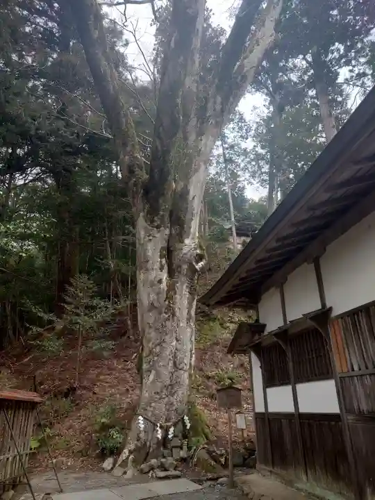 丹生川上神社(下社)の自然