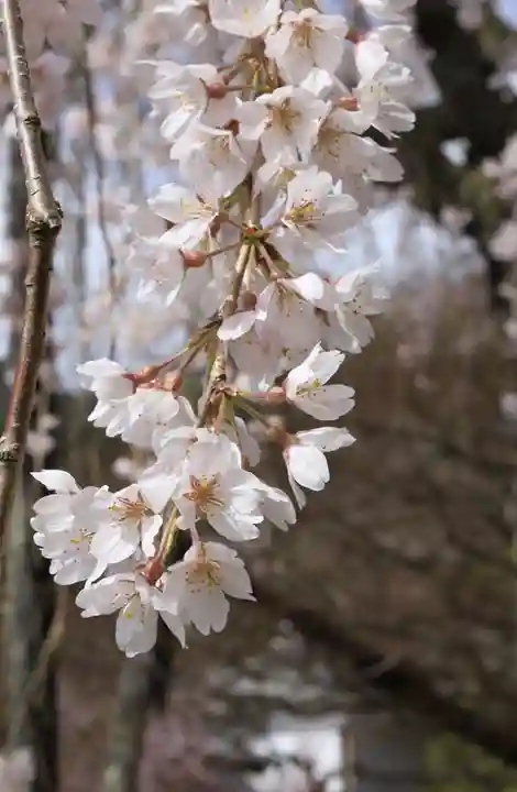 善峯寺(京都府)
