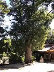 素鵞神社の自然