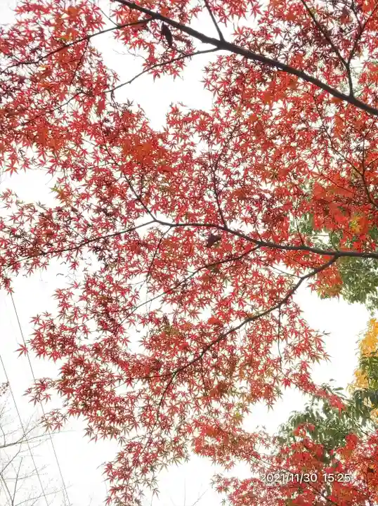 向日神社の自然