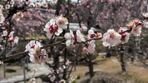 隨心院（随心院）(京都府)
