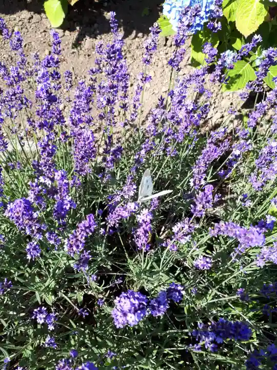 極楽山 浄土寺の自然