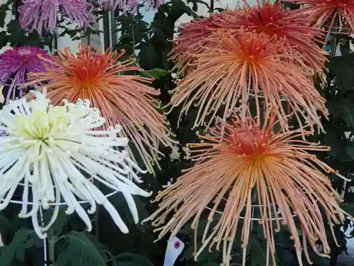 平塚八幡宮の自然