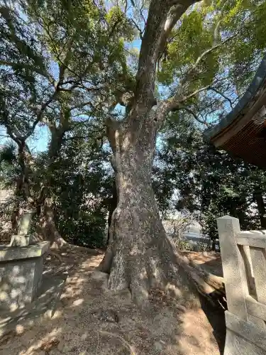 大歳神社の{uncategorized: "未分類", other: "その他", undefined: "問題あり", building: "その他建物", grave: "お墓", sacred_gate: "鳥居", guardian: "狛犬", statue: "像", buddha: "仏像", history: "歴史", nature: "自然", garden: "庭園", animal: "動物", pagoda: "塔", temizu: "手水舎", mountain_gate: "山門・神門", sanctuary: "本殿・本堂", subordinate: "末社・摂社", art: "芸術", scenery: "景色", jizo: "地蔵", ema: "絵馬", goshuin: "御朱印", omikuji: "おみくじ", items: "授与品その他", amulet: "お守り", goshuincho: "御朱印帳", eats: "食事", festival: "お祭り", votive_dance: "神楽", shichigosan: "七五三参", wedding: "結婚式", experience: "体験その他", initially: "初詣", around: "周辺", anti_infection: "感染症対策"}