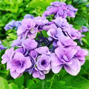 豊景神社の自然(2020年07月13日(月) 05時58分44秒投稿)