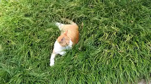 行願寺（革堂）(京都府)