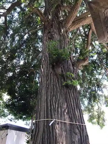 矢切神社の自然