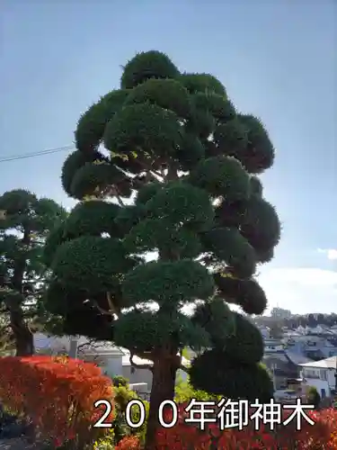 福寿院の庭園