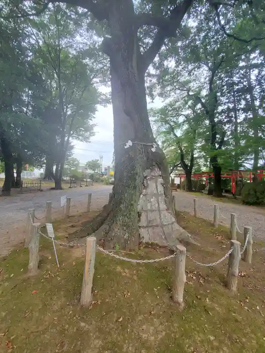 尾曳稲荷神社の自然
