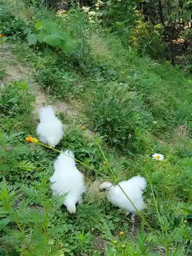 高屋敷稲荷神社(福島県)