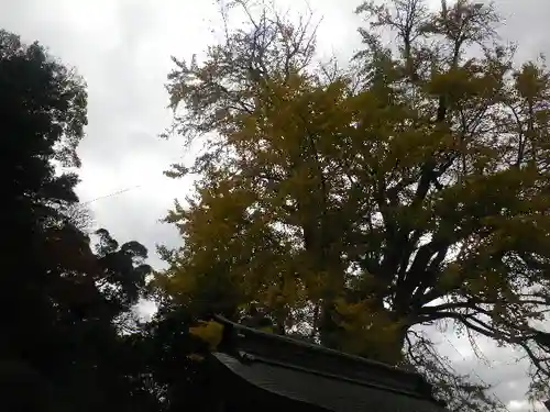 荏柄天神社の自然