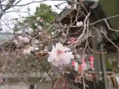 玉村八幡宮の自然