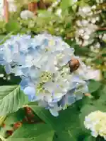 川田八幡神社の自然