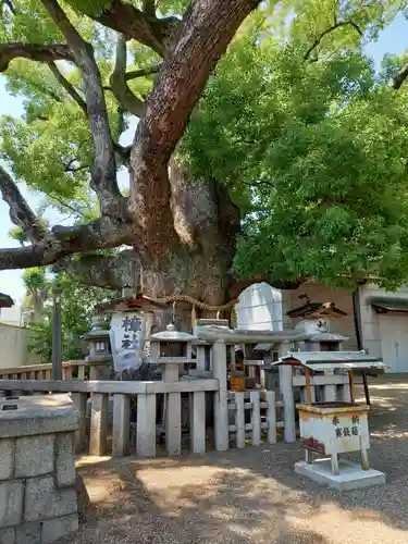 杭全神社の自然