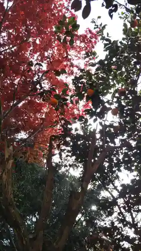 畑子安神社の自然