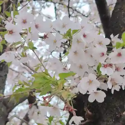 諏訪神社(東京都)