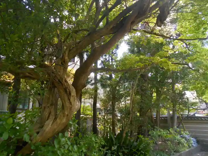 浄光明寺の自然