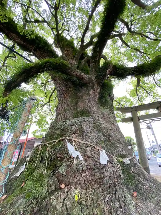 八幡神社の自然
