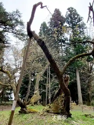 磐椅神社の自然