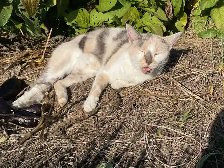 一心寺・一心禅寺の動物