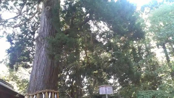 志波彦神社・鹽竈神社の自然