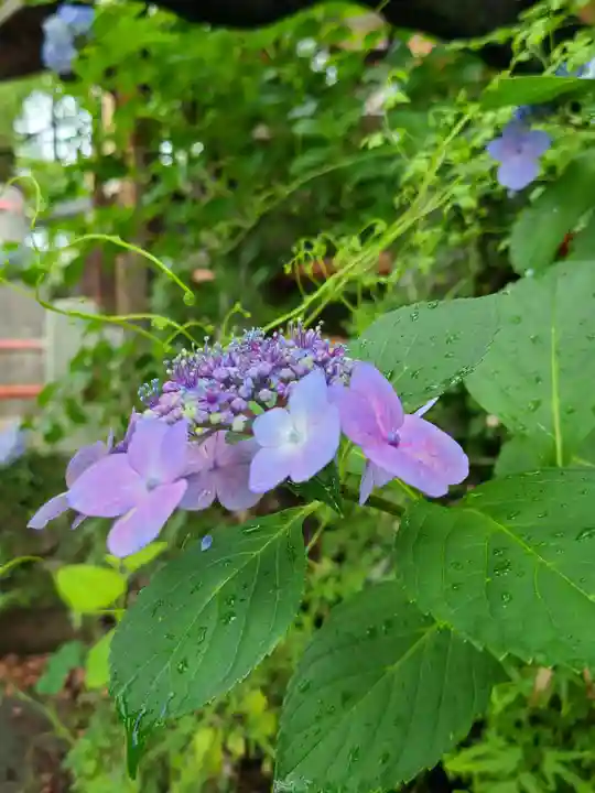 牛嶋天満宮の自然