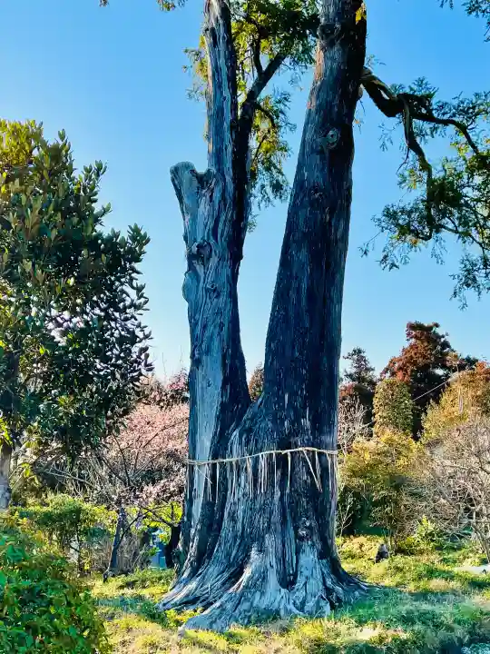 一乗院(開運出世筑波不動尊) の{uncategorized: "未分類", other: "その他", undefined: "問題あり", building: "その他建物", grave: "お墓", sacred_gate: "鳥居", guardian: "狛犬", statue: "像", buddha: "仏像", history: "歴史", nature: "自然", garden: "庭園", animal: "動物", pagoda: "塔", temizu: "手水舎", mountain_gate: "山門・神門", sanctuary: "本殿・本堂", subordinate: "末社・摂社", art: "芸術", scenery: "景色", jizo: "地蔵", ema: "絵馬", goshuin: "御朱印", omikuji: "おみくじ", items: "授与品その他", amulet: "お守り", goshuincho: "御朱印帳", eats: "食事", festival: "お祭り", votive_dance: "神楽", shichigosan: "七五三参", wedding: "結婚式", experience: "体験その他", initially: "初詣", around: "周辺", anti_infection: "感染症対策"}