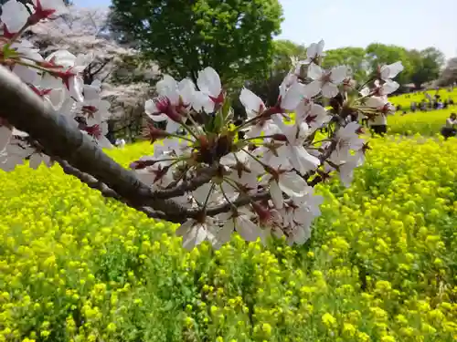 阿邪訶根神社の自然