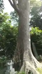 酒門神社(茨城県)