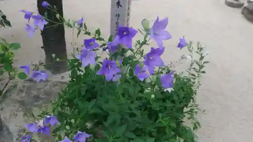 櫛田神社の自然