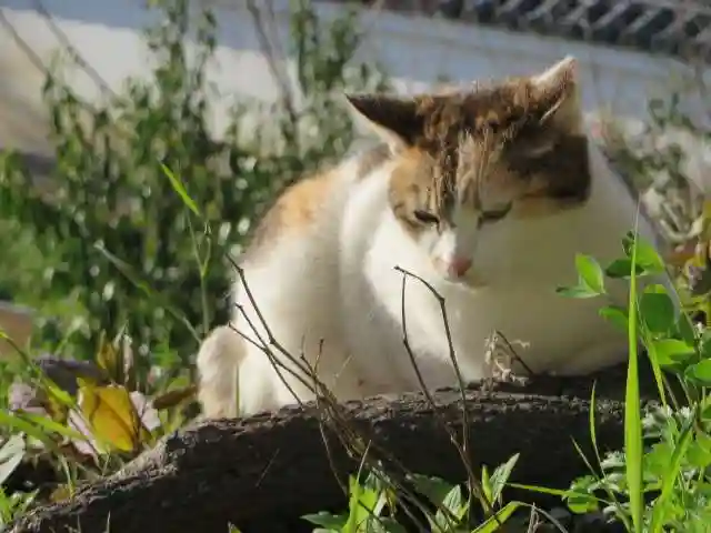 熊野若王子神社(京都府)