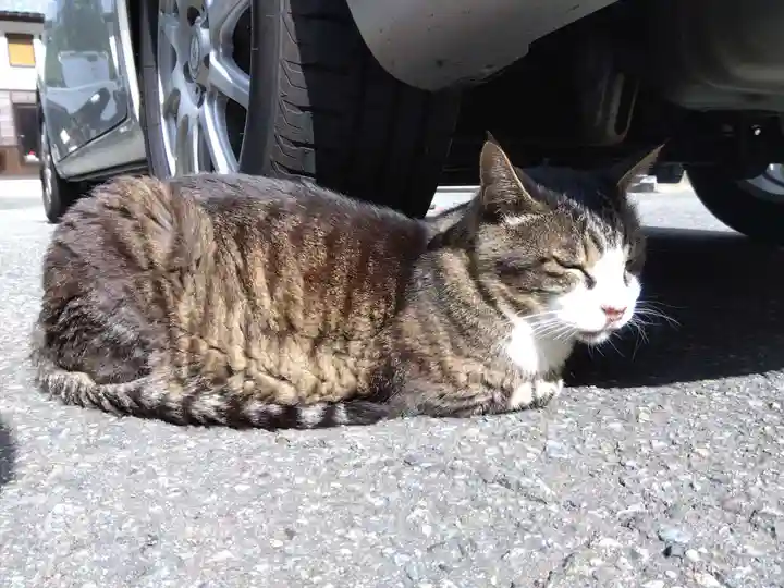 御誕生寺(猫寺)の動物