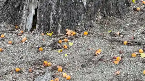 開発稲荷神社(北海道)