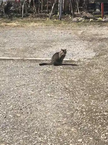 浅草観音寺の動物