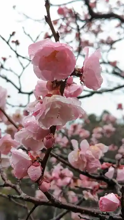 長岡天満宮(京都府)