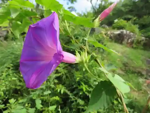 正蓮寺の自然