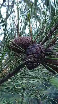 武蔵陵墓地(東京都)