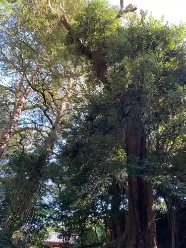 諏訪神社の自然
