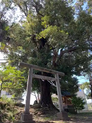 柏原神社の鳥居