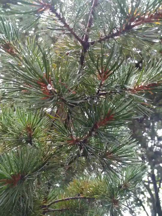 阿智神社の自然