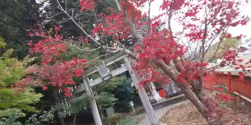 稗田野神社(薭田野神社)の鳥居