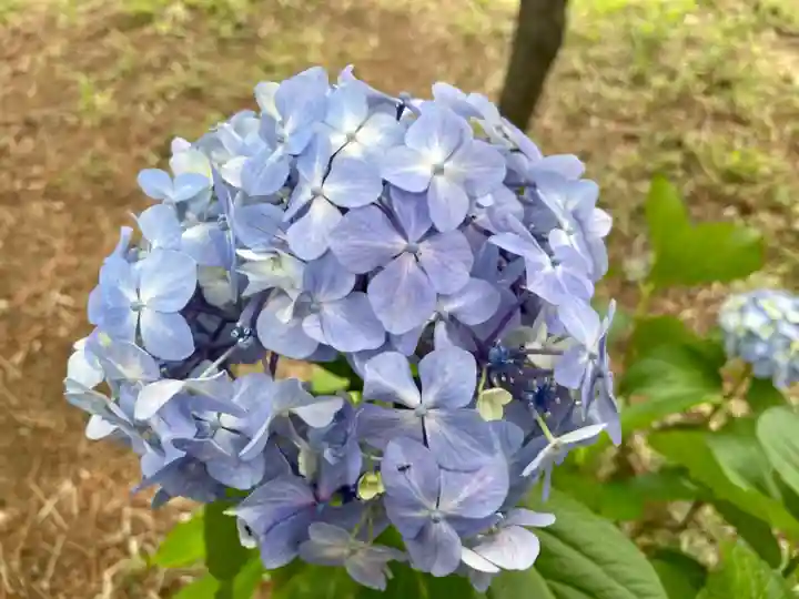諏訪神社の自然
