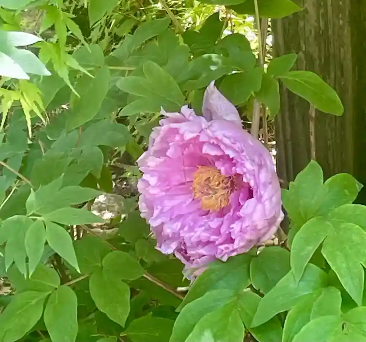 多聞院の{uncategorized: "未分類", other: "その他", undefined: "問題あり", building: "その他建物", grave: "お墓", sacred_gate: "鳥居", guardian: "狛犬", statue: "像", buddha: "仏像", history: "歴史", nature: "自然", garden: "庭園", animal: "動物", pagoda: "塔", temizu: "手水舎", mountain_gate: "山門・神門", sanctuary: "本殿・本堂", subordinate: "末社・摂社", art: "芸術", scenery: "景色", jizo: "地蔵", ema: "絵馬", goshuin: "御朱印", omikuji: "おみくじ", items: "授与品その他", amulet: "お守り", goshuincho: "御朱印帳", eats: "食事", festival: "お祭り", votive_dance: "神楽", shichigosan: "七五三参", wedding: "結婚式", experience: "体験その他", initially: "初詣", around: "周辺", anti_infection: "感染症対策"}