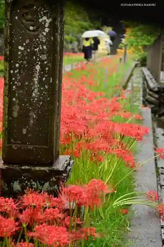横浜　西方寺の自然