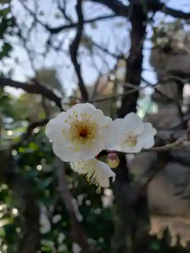 高円寺天祖神社の自然