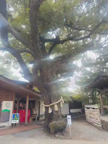 座間神社(神奈川県)