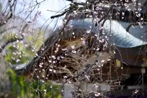 密藏院(埼玉県)