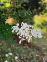 五井山 妙善院の自然